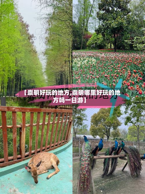 【崇明好玩的地方,崇明哪里好玩的地方吗一日游】-第3张图片