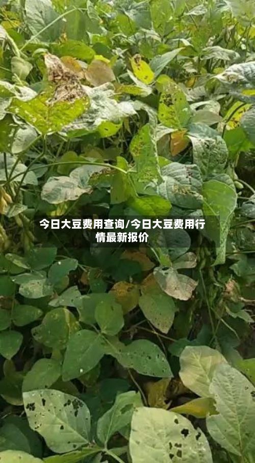 今日大豆费用查询/今日大豆费用行情最新报价-第2张图片