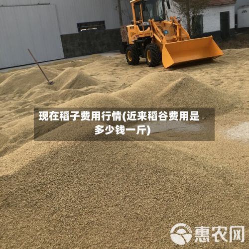 现在稻子费用行情(近来稻谷费用是多少钱一斤)