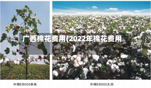 广西棉花费用(2022年棉花费用)-第3张图片