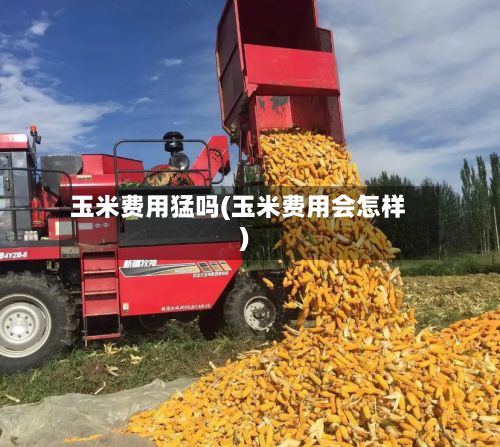 玉米费用猛吗(玉米费用会怎样)