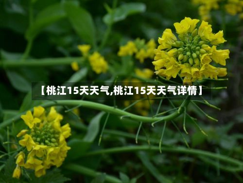 【桃江15天天气,桃江15天天气详情】