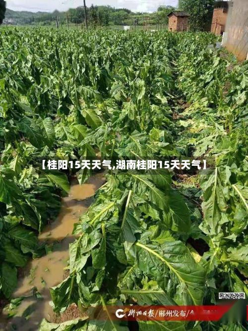 【桂阳15天天气,湖南桂阳15天天气】