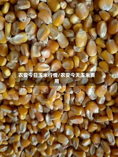 农安今日玉米行情/农安今天玉米费用