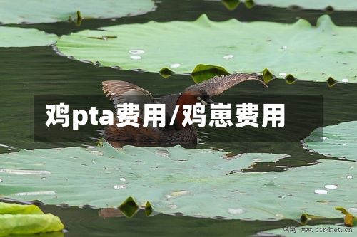 鸡pta费用/鸡崽费用