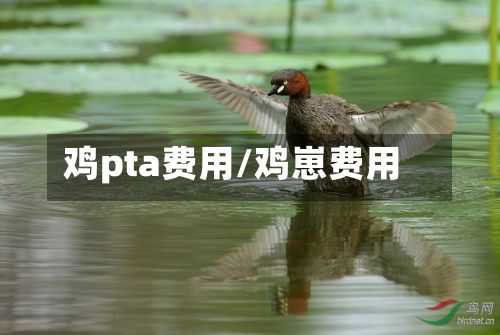 鸡pta费用/鸡崽费用-第2张图片