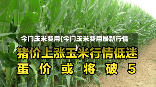 今门玉米费用(今门玉米费用最新行情)