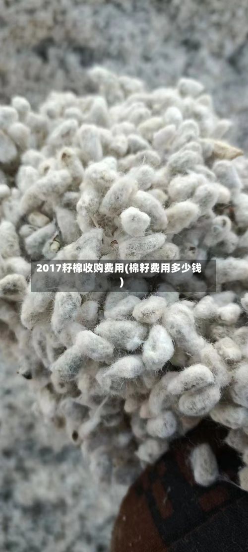 2017籽棉收购费用(棉籽费用多少钱)