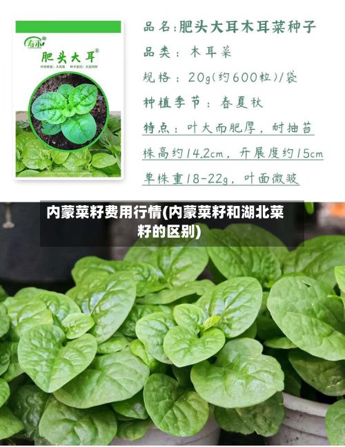内蒙菜籽费用行情(内蒙菜籽和湖北菜籽的区别)-第3张图片