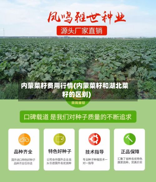 内蒙菜籽费用行情(内蒙菜籽和湖北菜籽的区别)-第2张图片