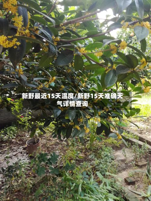 新野最近15天温度/新野15天准确天气详情查询