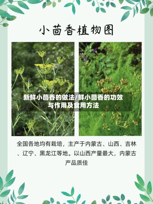 新鲜小茴香的做法/鲜小茴香的功效与作用及食用方法