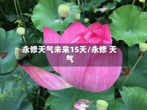 永修天气未来15天/永修 天气