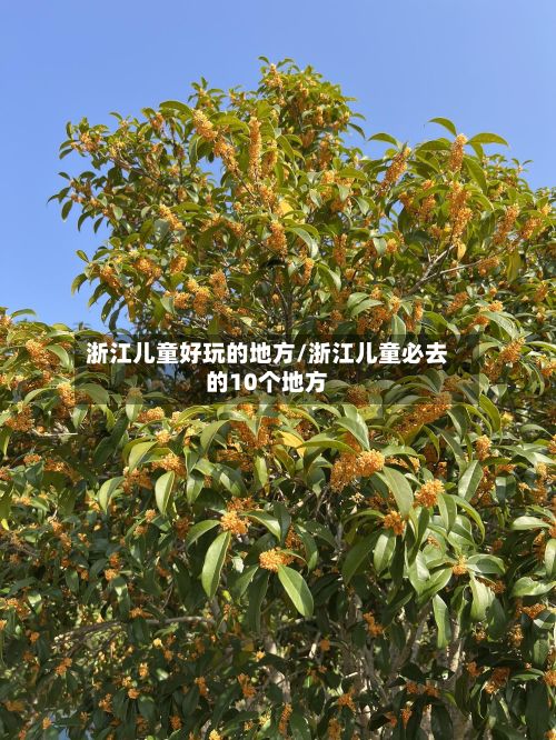浙江儿童好玩的地方/浙江儿童必去的10个地方