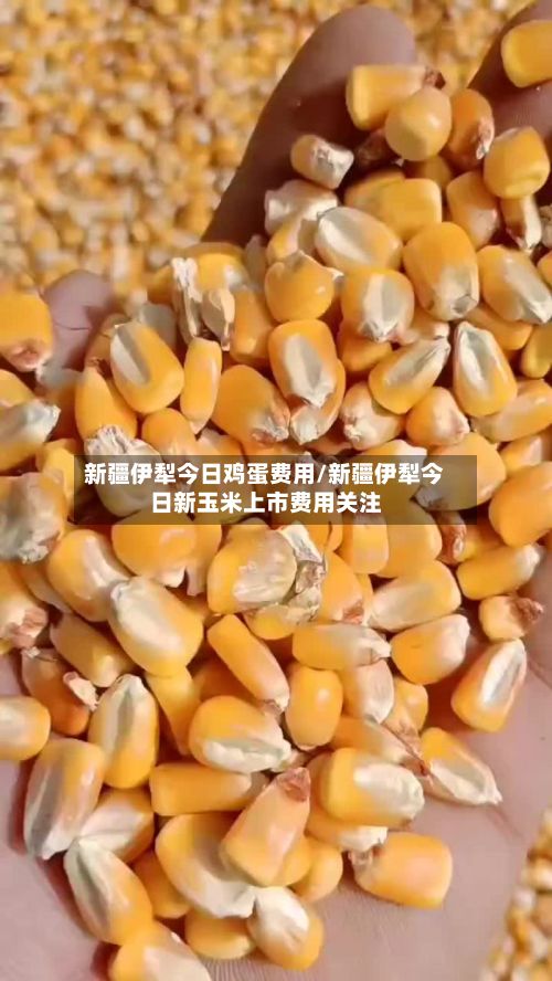 新疆伊犁今日鸡蛋费用/新疆伊犁今日新玉米上市费用关注