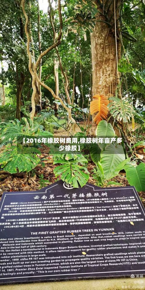 【2016年橡胶树费用,橡胶树年亩产多少橡胶】-第2张图片