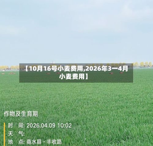 【10月16号小麦费用,2026年3一4月小麦费用】-第2张图片