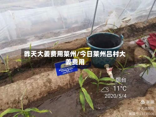 昨天大姜费用莱州/今日莱州吕村大姜费用