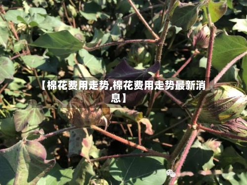 【棉花费用走势,棉花费用走势最新消息】