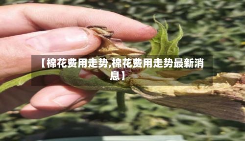 【棉花费用走势,棉花费用走势最新消息】-第2张图片