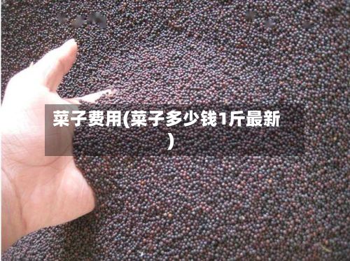 菜子费用(菜子多少钱1斤最新)