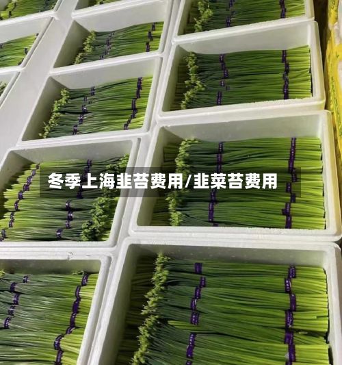 冬季上海韭苔费用/韭菜苔费用