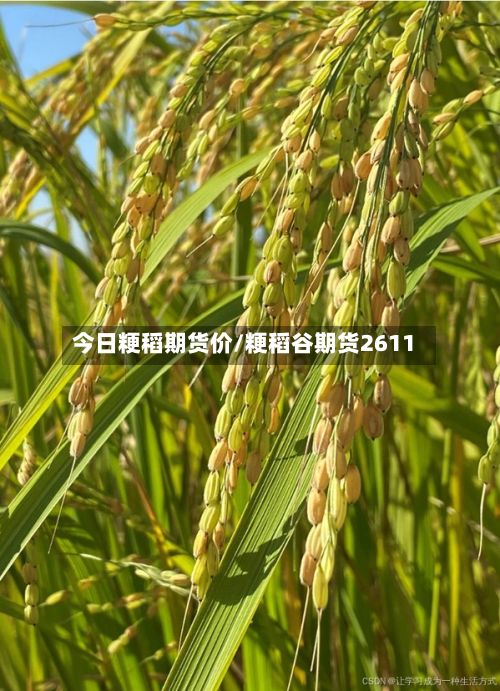 今日粳稻期货价/粳稻谷期货2611