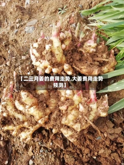 【二三月姜的费用走势,大姜费用走势预测】