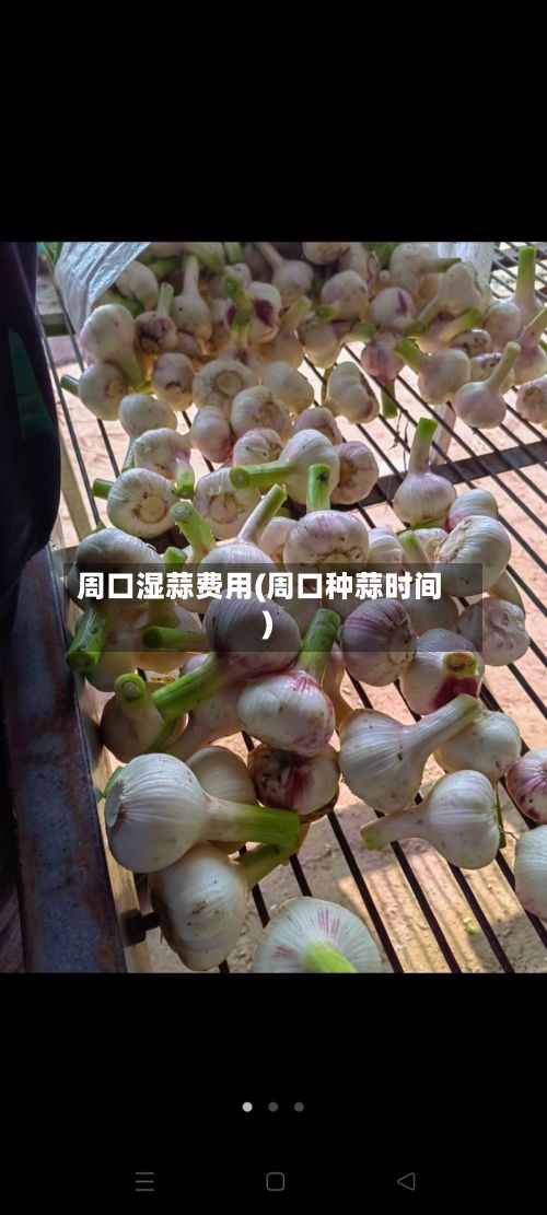 周口湿蒜费用(周口种蒜时间)-第2张图片