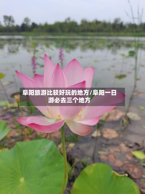 阜阳旅游比较好玩的地方/阜阳一日游必去三个地方