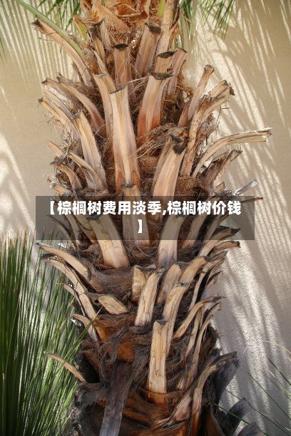 【棕榈树费用淡季,棕榈树价钱】-第3张图片