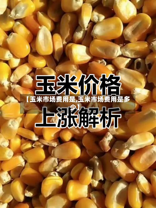 【玉米市场费用是,玉米市场费用是多少】-第2张图片