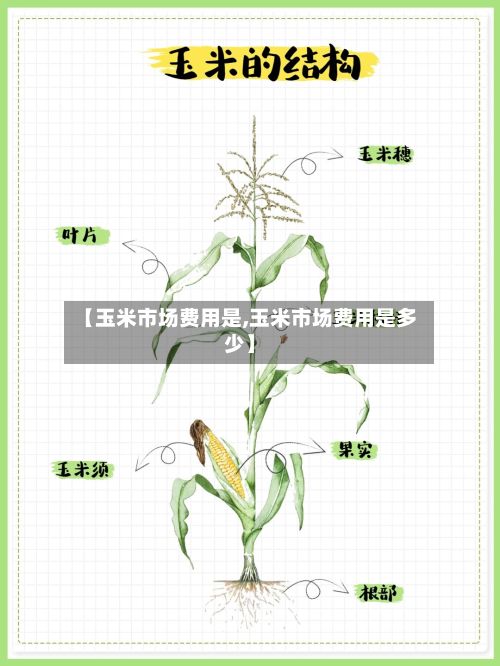 【玉米市场费用是,玉米市场费用是多少】-第3张图片