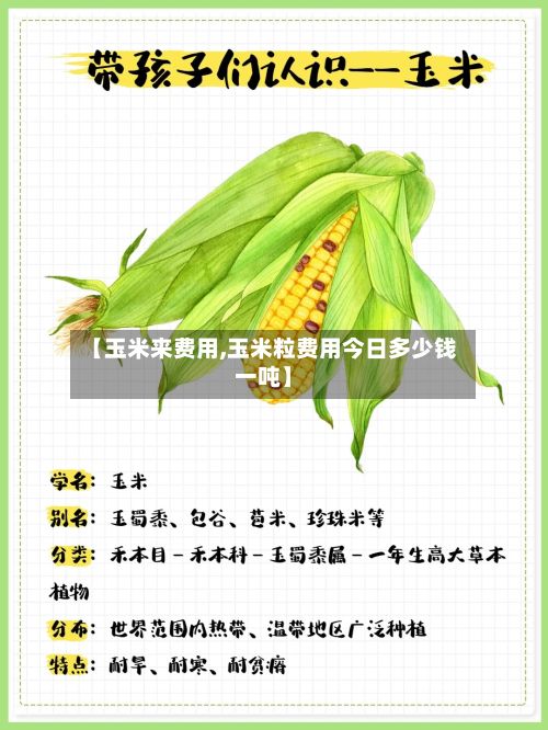 【玉米来费用,玉米粒费用今日多少钱一吨】