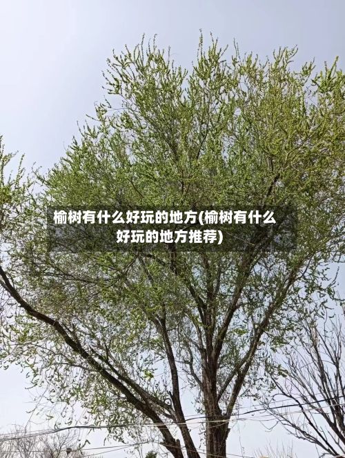 榆树有什么好玩的地方(榆树有什么好玩的地方推荐)