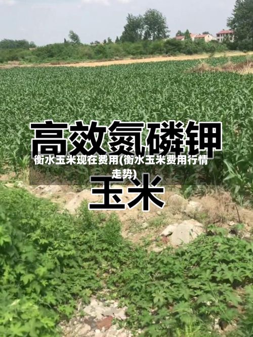 衡水玉米现在费用(衡水玉米费用行情走势)-第2张图片