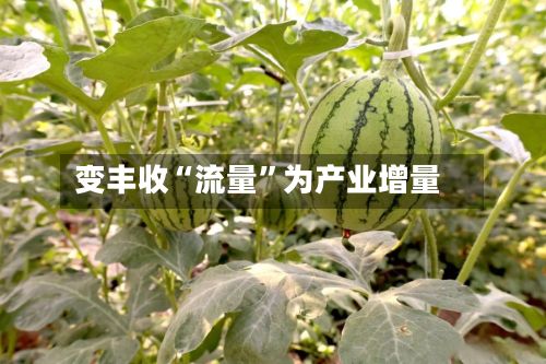 变丰收“流量	”为产业增量-第2张图片