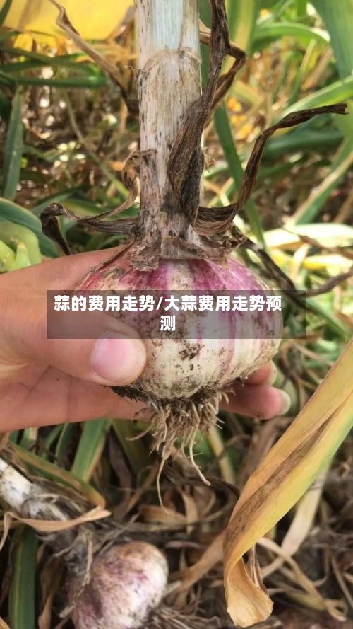 蒜的费用走势/大蒜费用走势预测