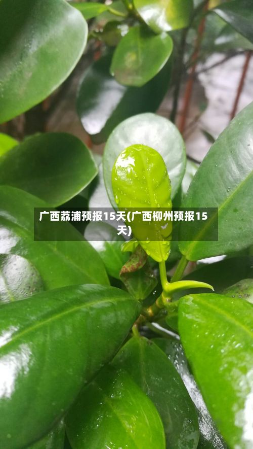 广西荔浦预报15天(广西柳州预报15天)-第3张图片