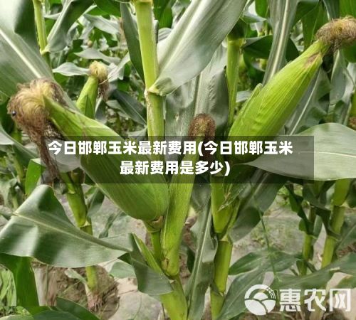 今日邯郸玉米最新费用(今日邯郸玉米最新费用是多少)-第3张图片