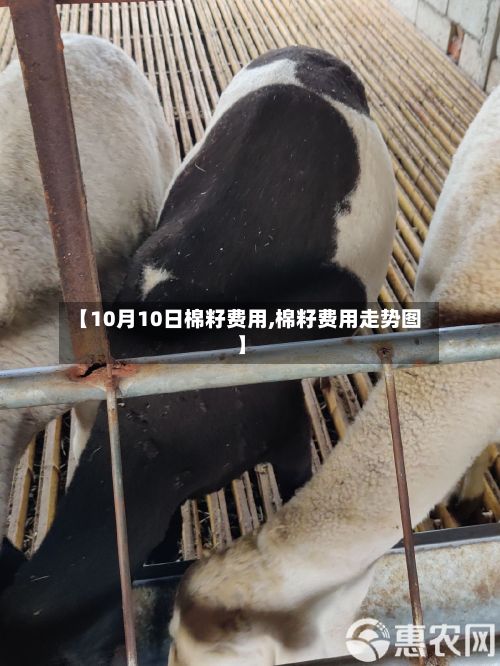 【10月10日棉籽费用,棉籽费用走势图】