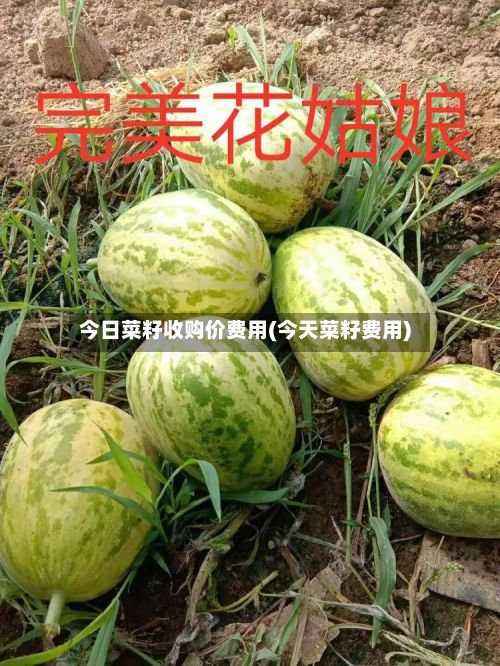 今日菜籽收购价费用(今天菜籽费用)