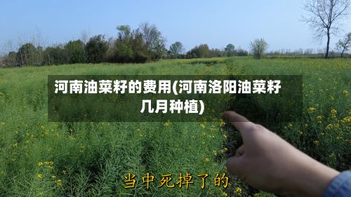 河南油菜籽的费用(河南洛阳油菜籽几月种植)