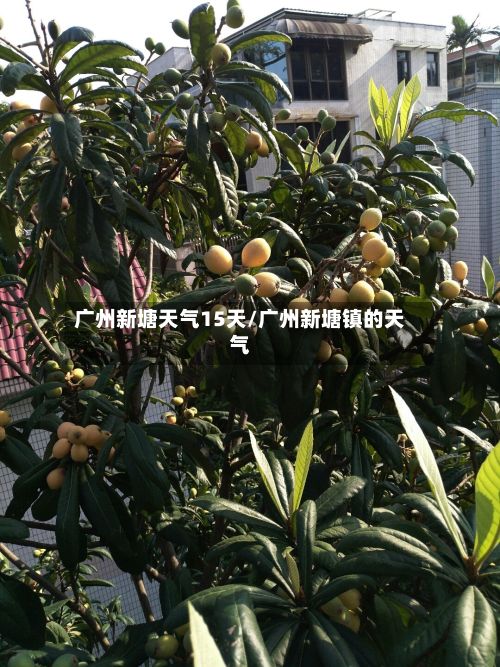 广州新塘天气15天/广州新塘镇的天气