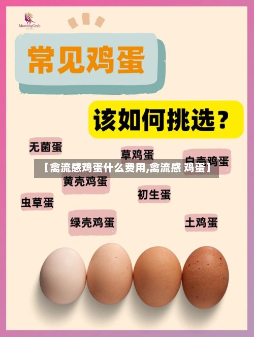 【禽流感鸡蛋什么费用,禽流感 鸡蛋】