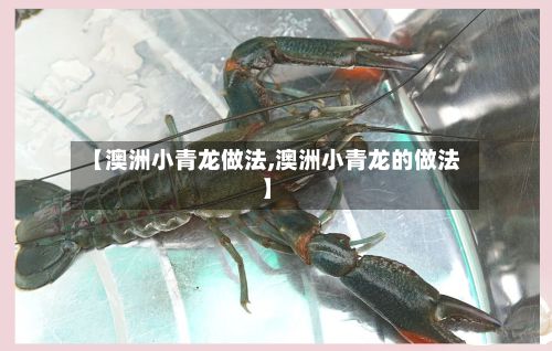 【澳洲小青龙做法,澳洲小青龙的做法】-第2张图片