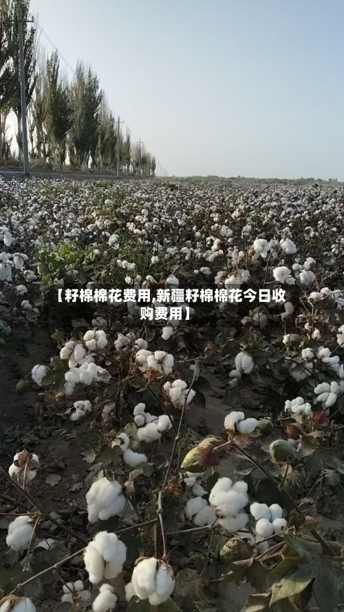 【籽棉棉花费用,新疆籽棉棉花今日收购费用】