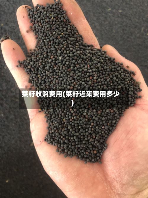 菜籽收购费用(菜籽近来费用多少)