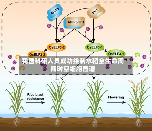 我国科研人员成功绘制水稻全生命周期时空细胞图谱-第2张图片