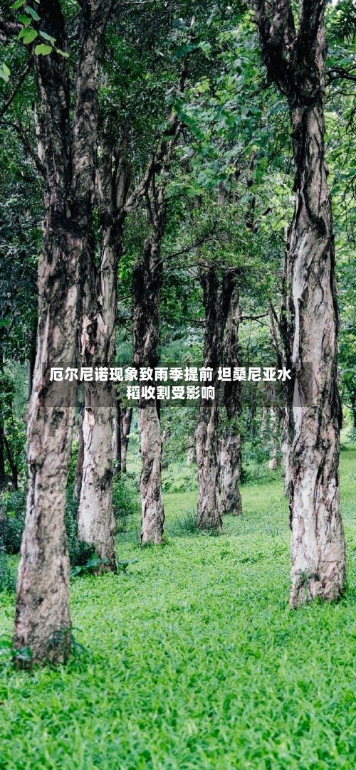 厄尔尼诺现象致雨季提前 坦桑尼亚水稻收割受影响